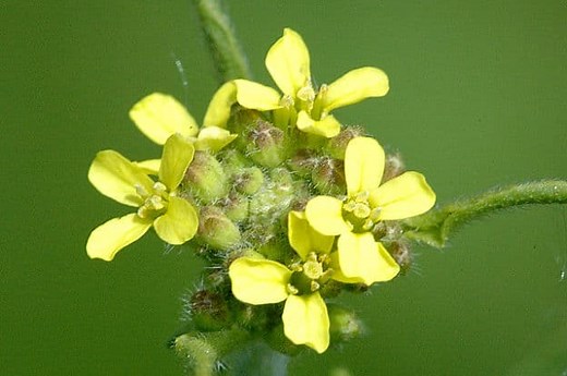 Hedge Mustard Uses and Benefits