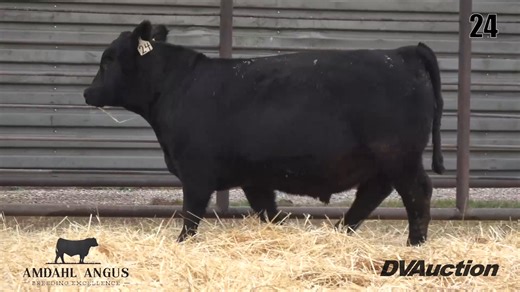 Amdahl Angus, SD Videos are up. This family and program are working hard to breed great cattle and earn your trust. Please take a look, here is an excellent Baldridge War Cry Son. https://www.dvauction.com/video_catalogs/12213-amdahl-angus-annual-angus-production-12-13-25 DV Auction | CK6 Consulting Services Inc.