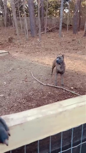 Boss hogzzzzzz | Alpha Z Hoggz