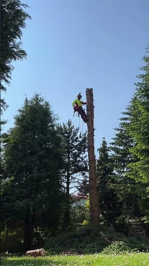 Resetting the tree to factory settings