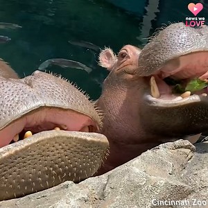 703K views · 10K reactions | Ladies who lunch ‍♀️‍♀️ The most prestigious social club in Cincinnati – Fiona & Bibi | WLWT | Facebook