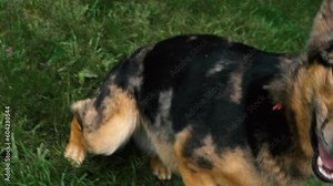Large Dog Barking and Growling in a Grassy Backyard