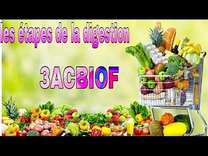 les étapes de la digestion