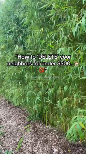 Ocoee Bamboo Farm on Instagram: "Clumping bamboo is one of the most underrated privacy hacks for Florida backyards. 🏡🎋 On this page, you’ll see how a simple row of bamboo can “delete” your neighbors, block ugly views, and turn your yard into a private tropical oasis – all for less than the cost of most fences. In Florida’s heat, humidity, and stormy weather, clumping bamboo makes an amazing living privacy wall: it’s fast-growing, evergreen, and non-invasive when you choose the right varieties 