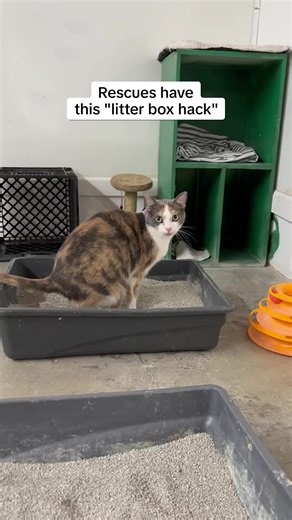 The thing all cat parents should know about cats’ spraying urine and ignoring their box…. and an easy way to help | TheraPet