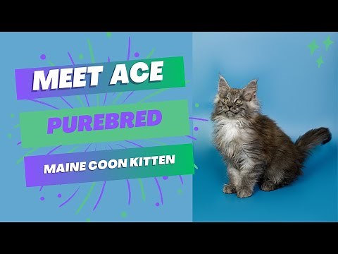 Purebred Maine Coon Kitten | Available for Adoption - Reputable Breeders Near You