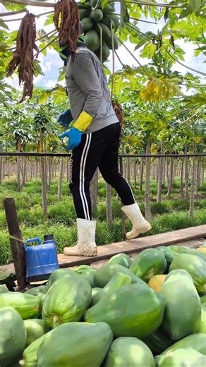 Leidi Keite on Instagram: "Mamão bola"
