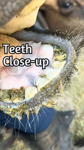 1.2K views · 18 reactions | Here’s what a cows teeth will look like as she gets older. 醴 #teeth #ageing #vet #dairy #cows #tooth #dentist #veterinarian #dairydoc #dairykind | Dairy Doc | Facebook
