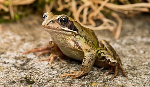 Common frog - Alchetron, The Free Social Encyclopedia