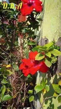 Our Garden's Red Hebiscus Flower.. @deepbolelagriculture