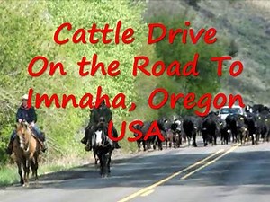 Cattle Drive on the Road to Imnaha, Oregon USA