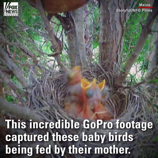 Watch: Video of a mother feeding her baby birds. | Fox News