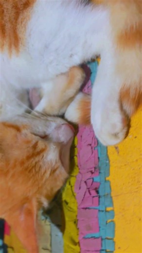 නින්ද යන්නෙ නෑ මේ ඉරියව් ටික බැලුවොත්! - he Orange Cat's Sleepy Yoga Poses!