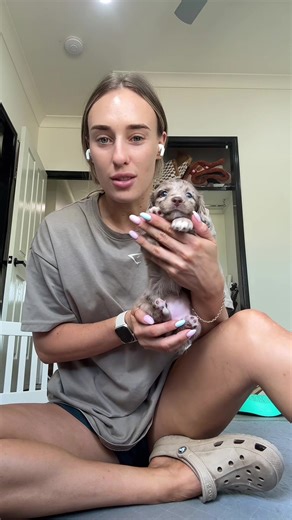 Adorable Mini Dachshund Puppy: Growing Up Fast!