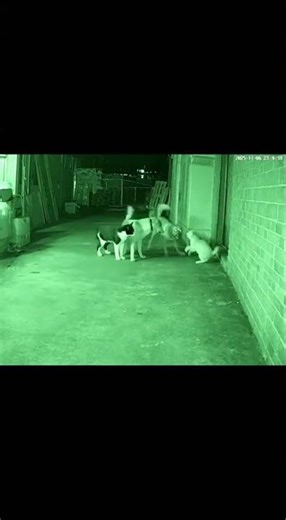 Cats are heroes and better than humans at defending their friends 🥺🥺😽