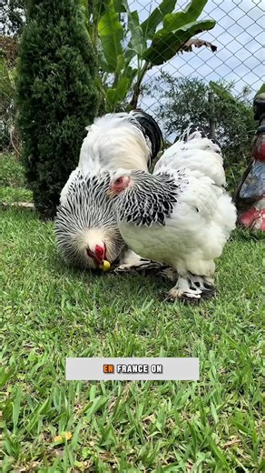 Voici la poule la plus massive du monde | TechnoSigne