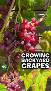 258K views · 4.5K reactions | Here’s one thing about growing grapes...
