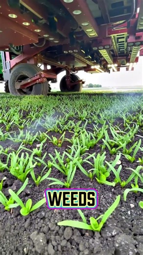 This AI Machine Uses Lasers to Kill Weeds Without Pesticides