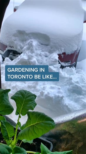 Proud to be a Canadian gardener. It’s not easy with our short season, but there are ways to keep on growing! #fypシ #blogto #canadiangardener #thesix #gardentok #Canada #Toronto #gardening #canadalife | Brandon Read