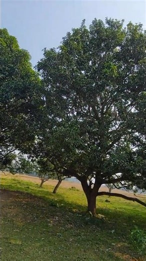 Song Gaane Gaane #song Gaane Gaane #trending #shortsviral #naturevideo #lyricsgaanegaane