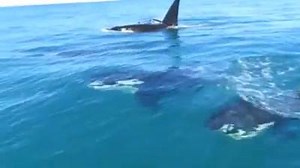 Pod of Orca wants to get a closer look at this Yamaha WaveRunners FX. | JetRide