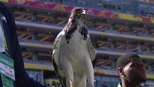 How Taima the Hawk flew to the Super Bowl to lead the Seahawks to victory