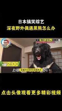 日本搞笑综艺，深夜野外偶遇黑熊怎么办 #综艺 #解说 #解說
