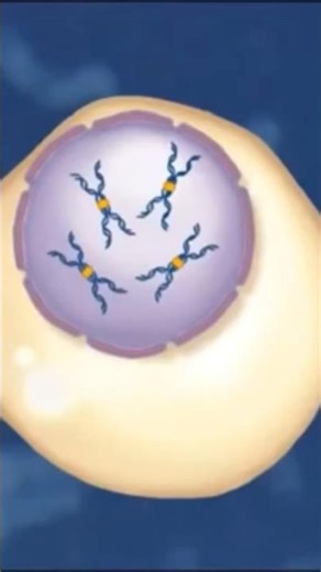 Fluorescence Insitu Hybridization explained in 1 minute | Biotechniques playlist