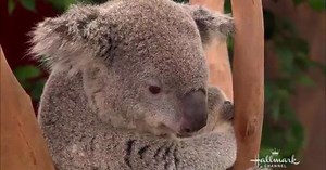 Zookeeper Rick Schwartz shows off Burley!