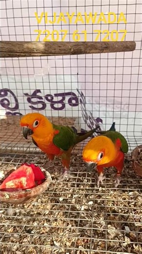 JENDAY CONURE PROVEN BREADING PAIR AVAILABLE WITH DNA #birds #lovebirds #parrot