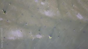 Habitat of crane birds at wetlands.