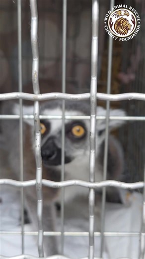 🚐 Ми в дорозі, друзі! Повертаємося із Дніпропетровщини із лемуром. Ми знаємо, що деякі люди заводять диких тварин не зі злих намірів, а просто не усвідомлюючи, що це за тварини, які в них потреби та як із ними поводитися. Цього лемура свого часу завела сестра жінки, у якої ми його забирали. Вони мешкали у квартирі та навіть збудували для нього невеликий вольєр. Згодом власниця виїхала за кордон і залишила тварину сестрі. Проте жінка з часом зрозуміла, що це дика тварина, і догляд за нею складни