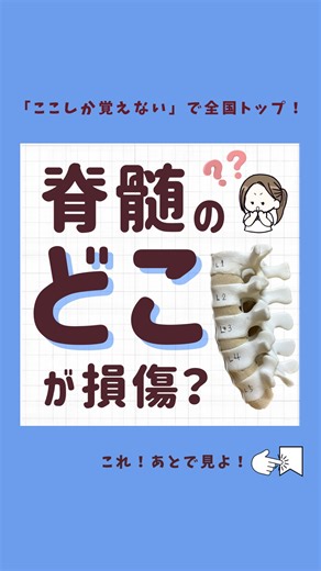 看護師モカ ｜ 見るだけ1分で差がつく知識✐ on Instagram: "🧠 脊髄とは？ 脊髄は「脳からの指令を体に伝える神経の通り道」で、 背骨の中（脊柱管）に守られています。 ーーーーーーーーーーーーーーーー まとめの受け取りは 「肉と魚どっちが好き?」 をコメントで教えてね😊 例：魚 お刺身が大好き🍣 ーーーーーーーーーーーーーーーー 📡 主な役割 運動の指令を伝える：脳➡️脊髄➡️筋肉 感覚を伝える：皮膚➡️脊髄➡️脳 反射の中枢：熱いや痛いと感じた時にすぐ反応（脳を経由せず脊髄で完結） 🧩 構造のポイント 脊髄は頸髄・胸髄・腰髄・仙髄に分かれる 神経は左右に対になって出ていて、手足や内臓へつながっている 一番下は馬尾（ばび）神経と呼ばれる 💥 傷つくと？ 損傷部位より下の感覚や運動が障害される （例：胸髄の損傷で下半身まひ） 反射や排泄コントロールにも影響 #脊髄 #脊髄損傷 #整形外科 #看護師 #看護師の勉強垢"