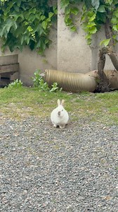 36K views · 1K reactions | Regardez la fin, vous aurez des nouvelles de Bamboo. On dirait bien qu’elle est heureuse de retrouver sa petite place sans cailloux. 殺 | Rabbits World | Facebook