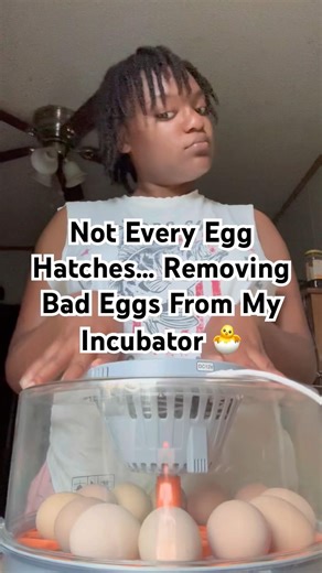 Not Every Egg Hatches Removing Bad Eggs From My Incubator #foryou #shorts #chicken #incubator #eggs