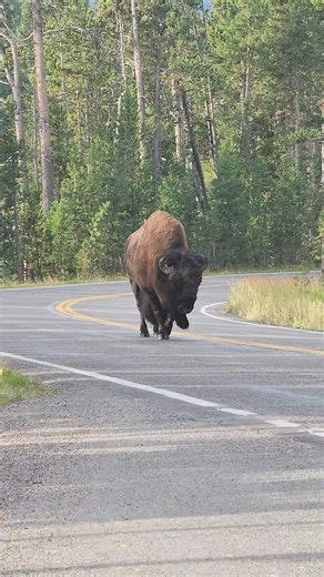 98K views · 3.8K reactions | Walkin that line... Yellowstone National Park | T. Lyn Neufeld Photography | Facebook