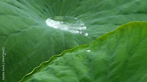 Close up rain water drop on nature fresh green lotus leaf , water drop dancing rolling on tropical hydrophobic surface leaf, then rainwater running down from lotus leaf, super slow motion footage.