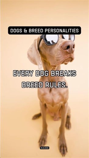Every dog breaks breed rules. Individual personality wins.