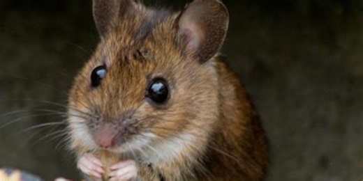 Vegan fined for not dealing with mice problem as it went against her beliefs