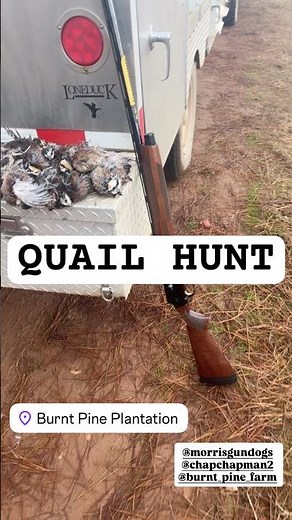 QUAIL HUNT OUT AT BURNT PINE PLANTATION 🔥