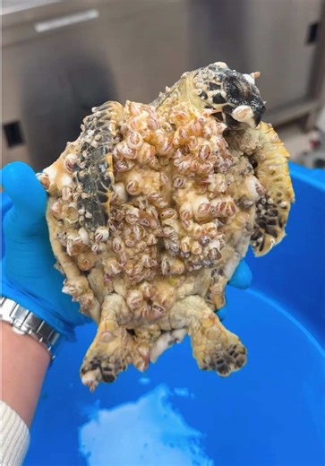 Rescuing a Sea Turtle: Barnacle Removal and Care