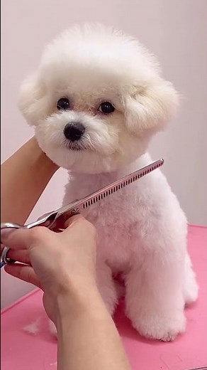 비숑 배냇미용 전후(앞툭스타일 미용하는법)브이로그 bichon frise korean head grooming tutorial 안양애견미용실