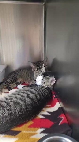 Good morning from Elsa &Anna! If you've been following this duo, you already know these girls have had a very eventful 5 months. They were born on a farm, brought to us very young in hopes they'd be safer, and healthier..They were adopted together before Christmas, but returned when their new home was having to medicate them, and deal with tummy issues. Finally we can say they are both well!! They've had to be separated more than once so they could heal from their spays and just us getting to th