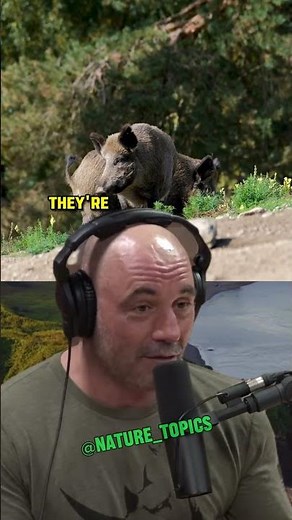 The Pig Problem: Tackling Invasive Species Across America with Forrest Galante & Joe Rogan