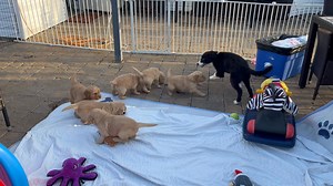 We got to play outside again on this beautiful day | Zonkers Goldens