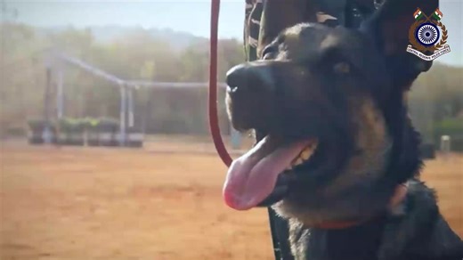 In the run-up to the #87thCRPFDayParade, we salute our silent heroes who stand guard with unmatched loyalty. Our K9 warriors are on the frontline—sniffing out danger, tracking threats, and saving lives. Agile, alert, and absolutely fearless, they are true force multipliers in every operation. Watch them in action in this video—where every sniff, step, and signal can mean lives saved and missions secured. 🐾 #NationFirst #CRPFwithNorthEast #CRPFwithAssam #Guwahati #Vandematram150 #MissionNaxalMuk