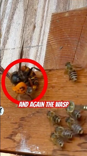 The Day the Bees Fought Back! 🐝😱 Giant Wasp vs Bee Hive Battle | You Won’t Believe Who Wins!