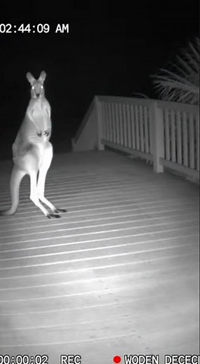 Security Camera Catches Kangaroo Flexing