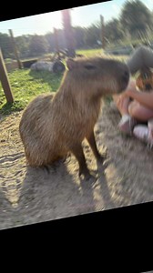 27 reactions | Our hearts (and our capybaras!) are so full after an...