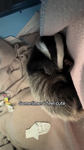 This is badger core🥰 Did you know👀 You can adopt a badger from wildlife aid! Click the link in our bio to find out more! #badger #wildlife #nature #wildliferescue #orphan